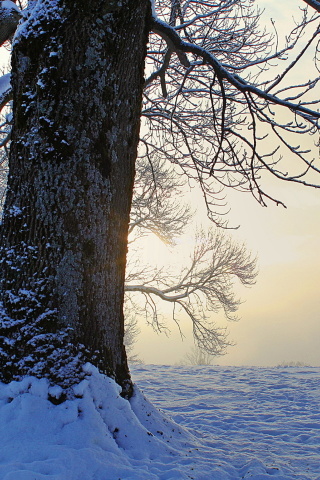 Das Winter frosty evening in January Wallpaper 320x480