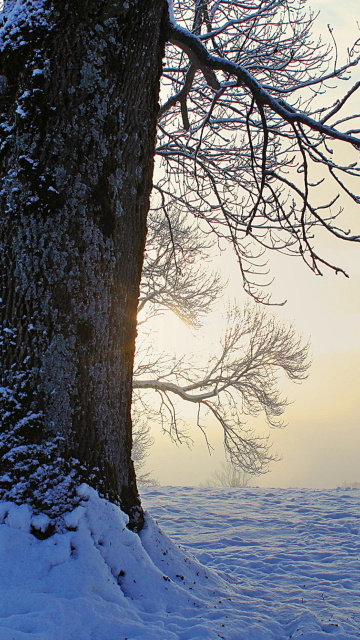 Winter frosty evening in January wallpaper 360x640