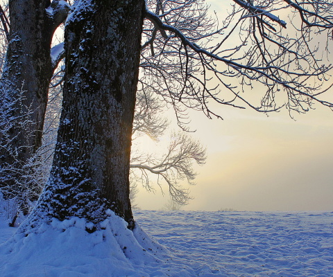 Screenshot №1 pro téma Winter frosty evening in January 480x400