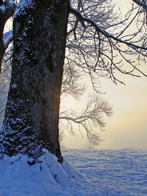 Winter frosty evening in January wallpaper 480x640