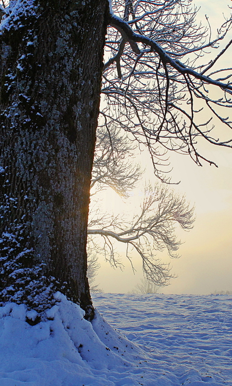 Sfondi Winter frosty evening in January 768x1280
