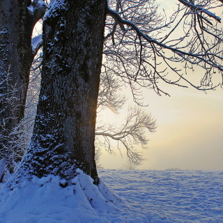 Winter frosty evening in January sfondi gratuiti per iPad mini