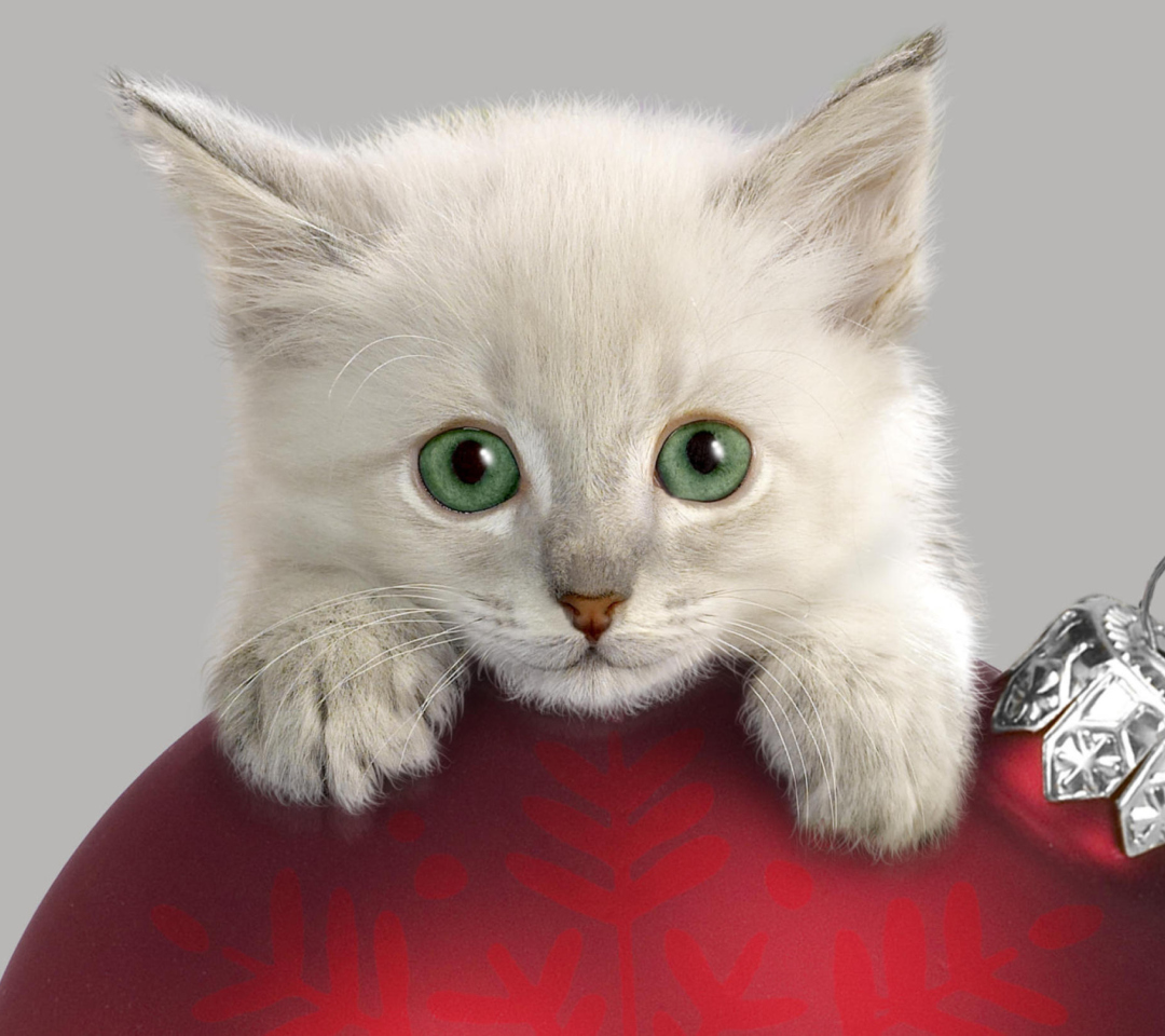 Fondo de pantalla Christmas Kitten 1080x960
