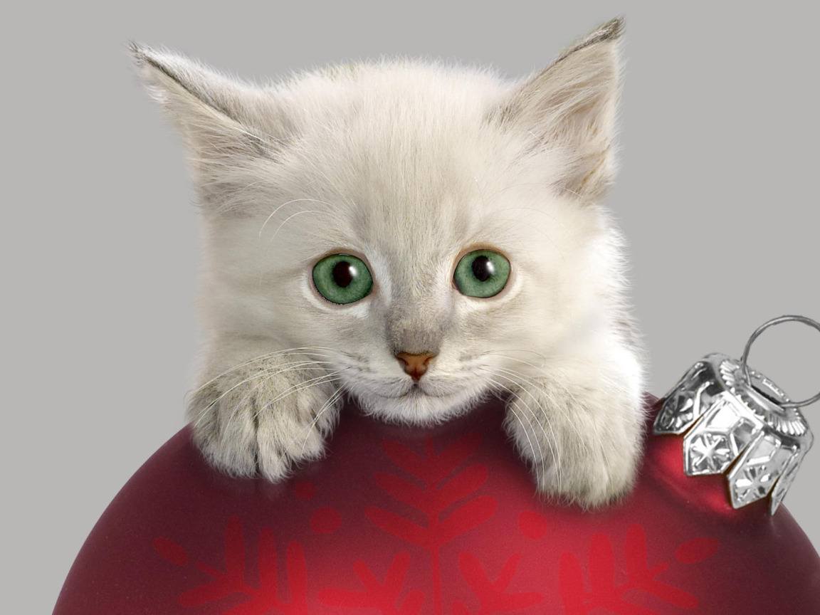 Обои Christmas Kitten 1152x864