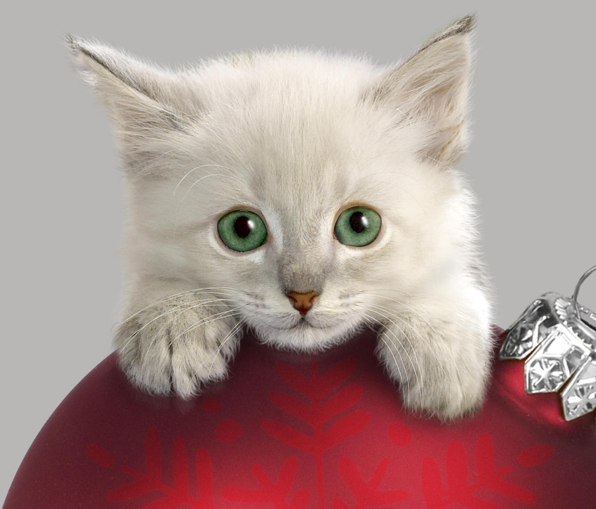 Das Christmas Kitten Wallpaper 1200x1024