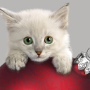 Das Christmas Kitten Wallpaper 128x128