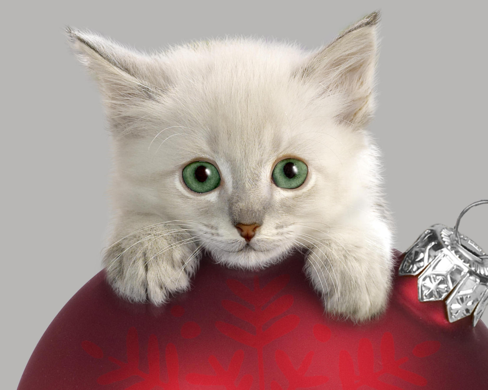 Das Christmas Kitten Wallpaper 1600x1280