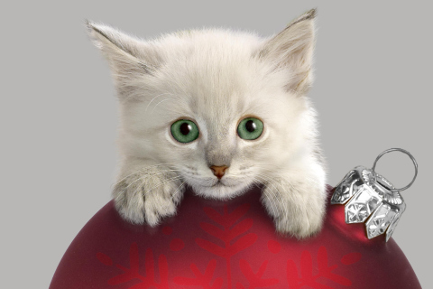 Das Christmas Kitten Wallpaper 480x320