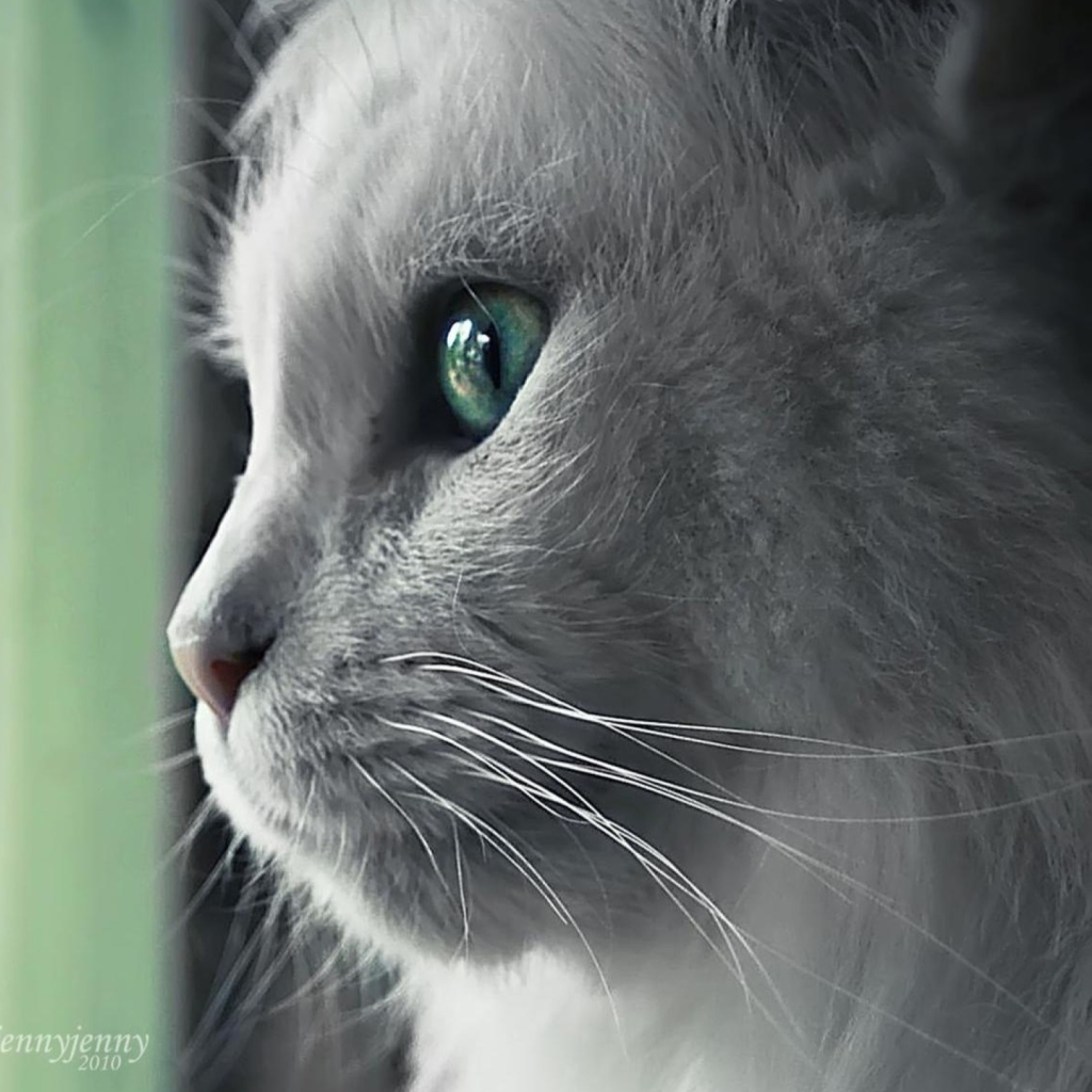 White Cat Close Up wallpaper 1024x1024