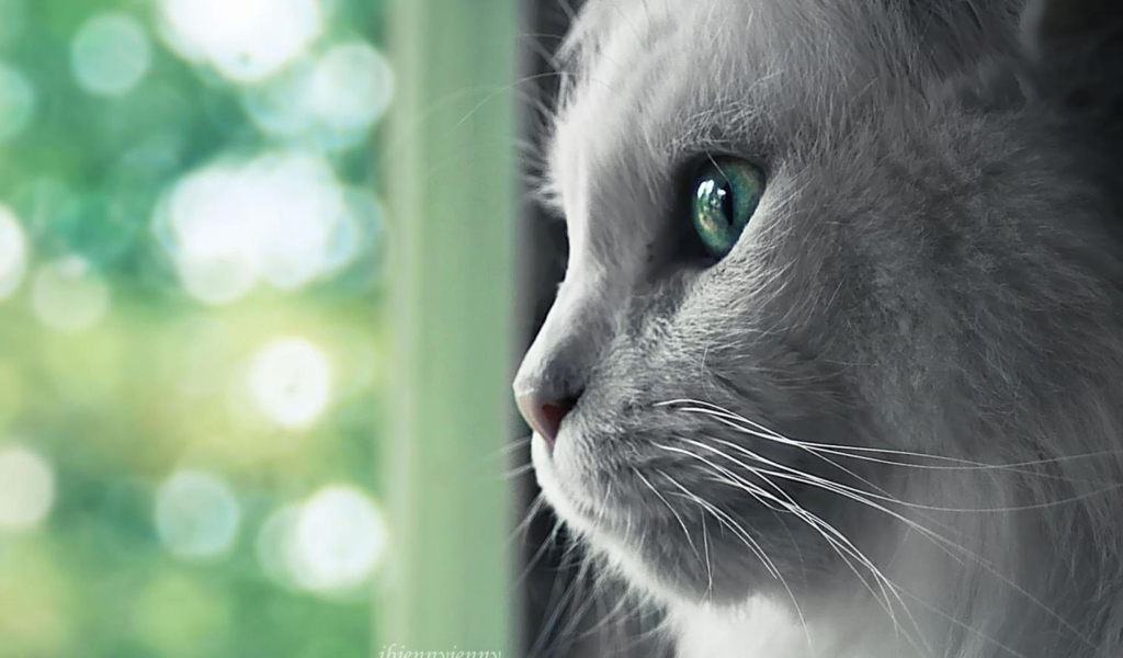 White Cat Close Up wallpaper 1024x600