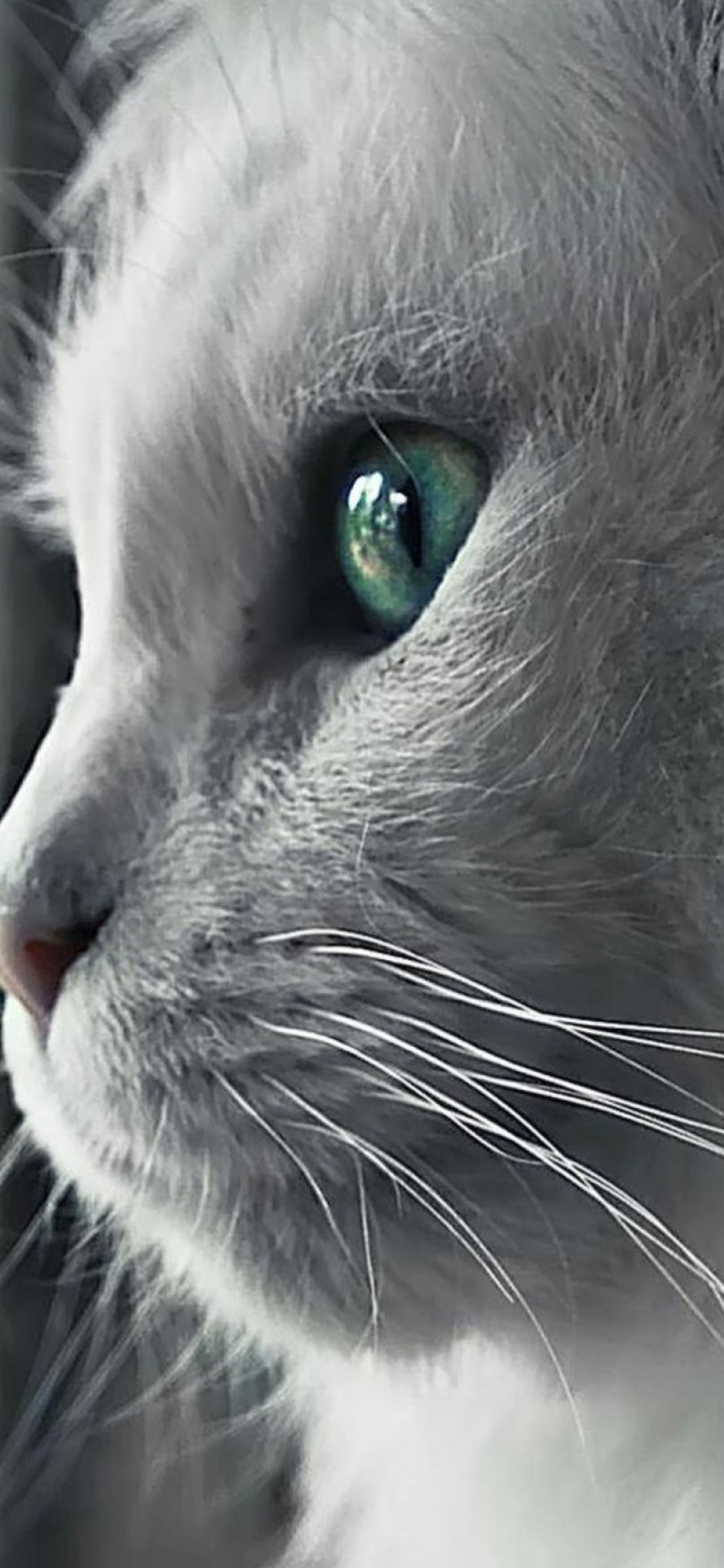 White Cat Close Up screenshot #1 1170x2532