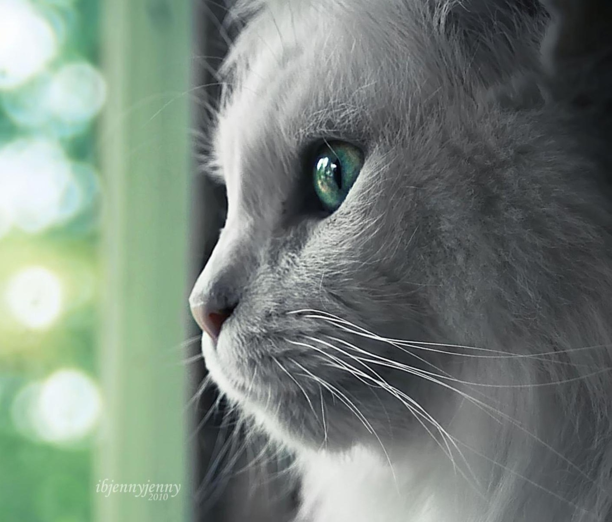 White Cat Close Up wallpaper 1200x1024