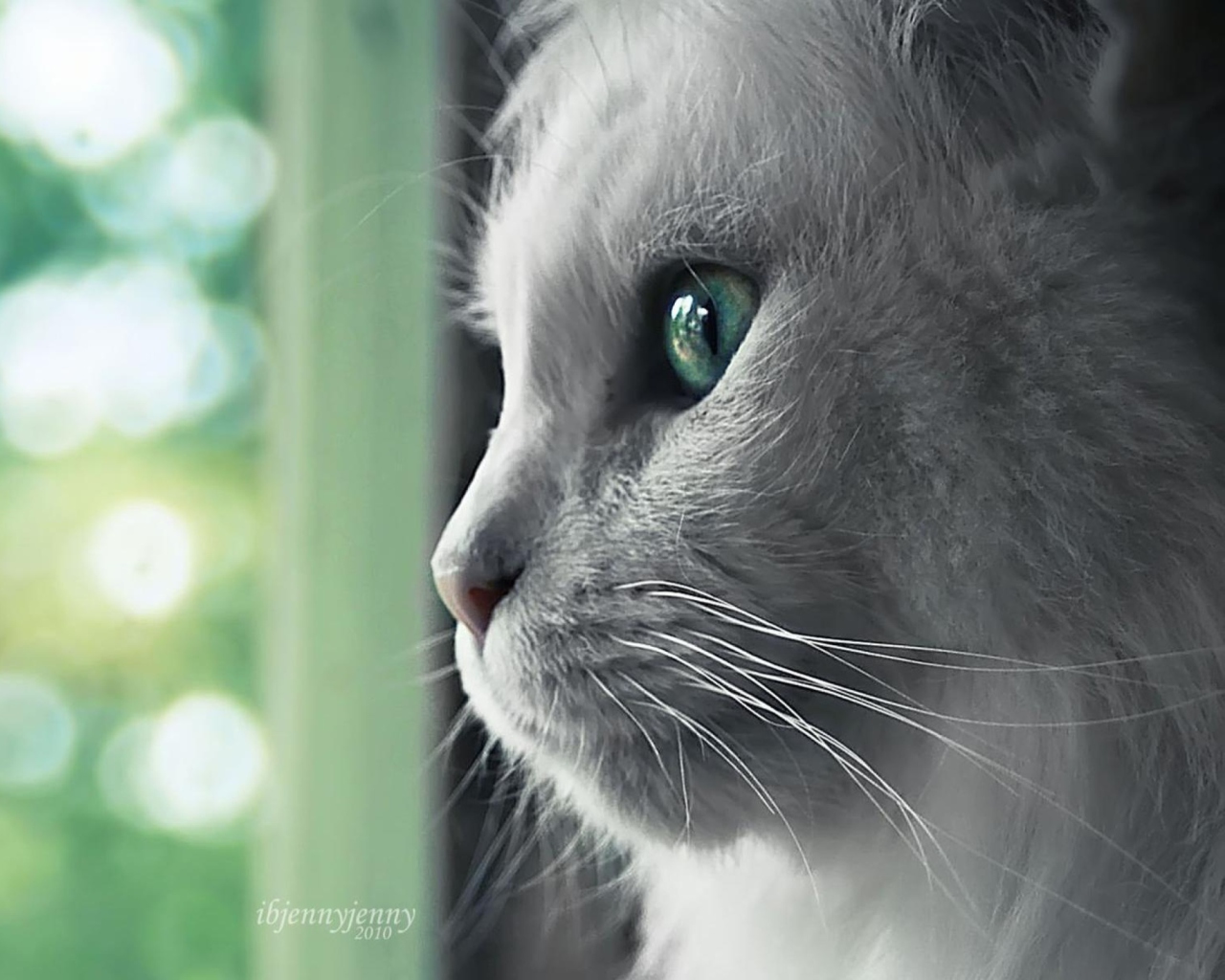 White Cat Close Up screenshot #1 1280x1024