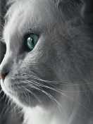 White Cat Close Up wallpaper 132x176
