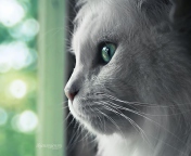 White Cat Close Up wallpaper 176x144