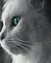Screenshot №1 pro téma White Cat Close Up 176x220