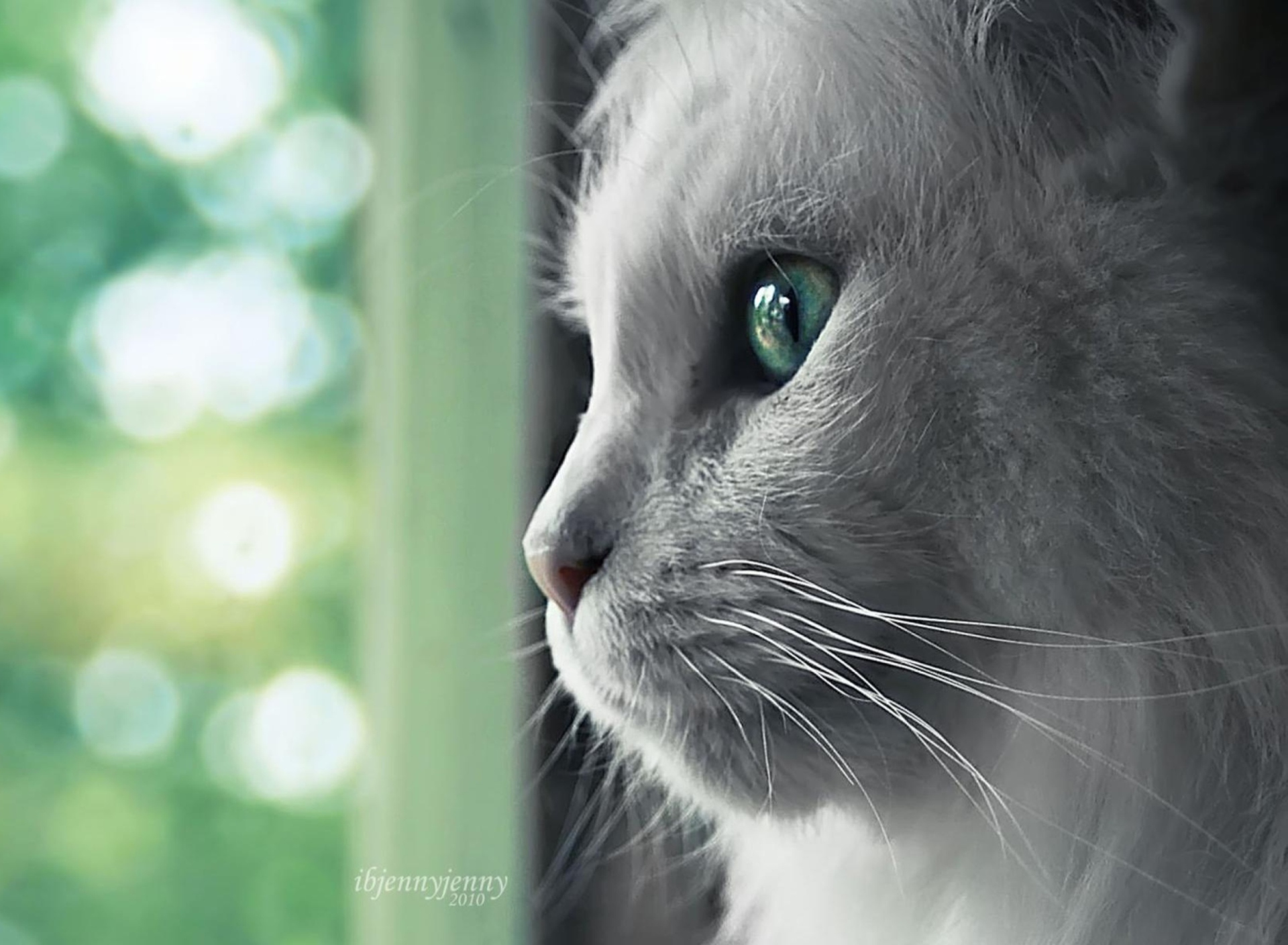 White Cat Close Up wallpaper 1920x1408