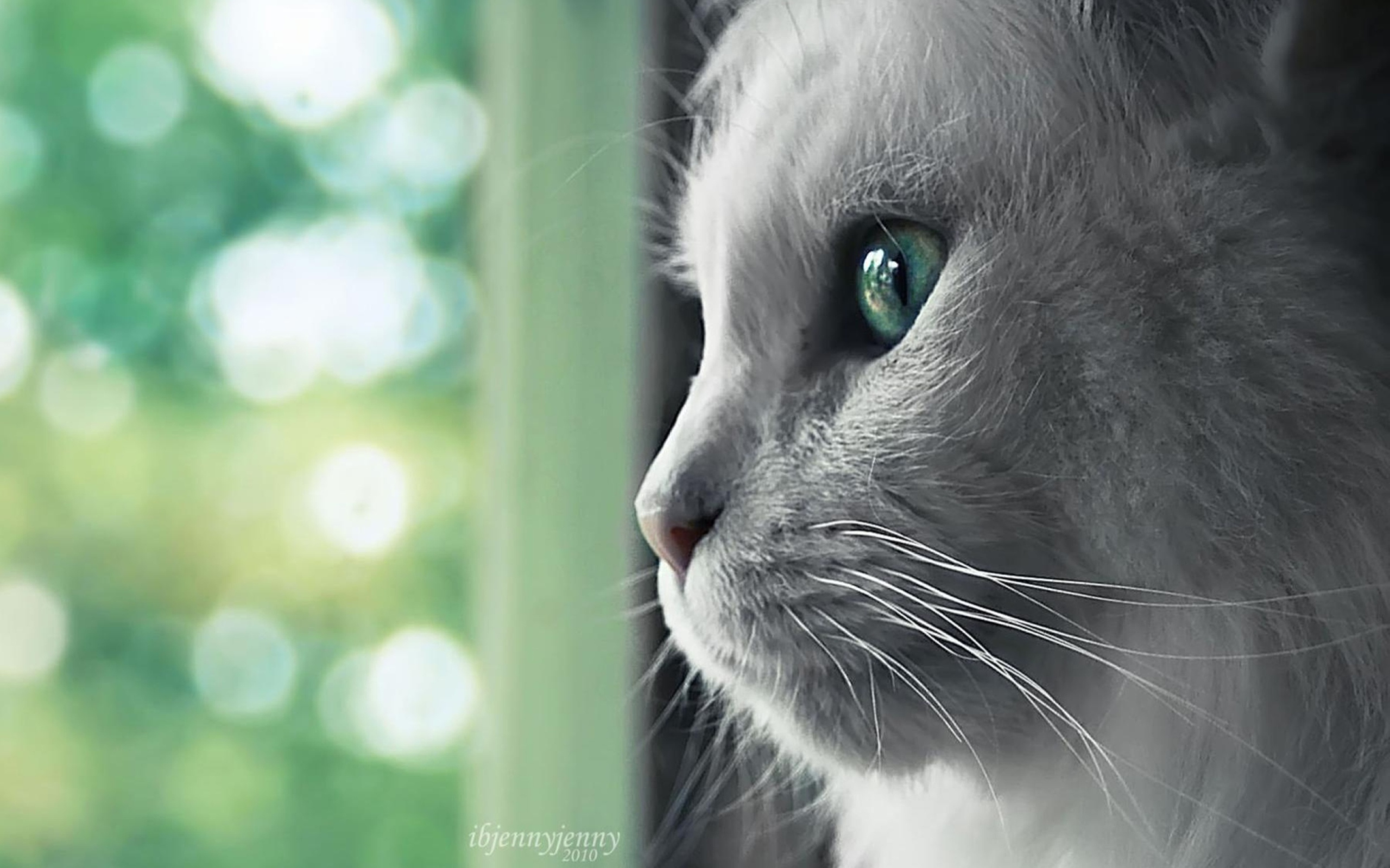 White Cat Close Up wallpaper 2560x1600