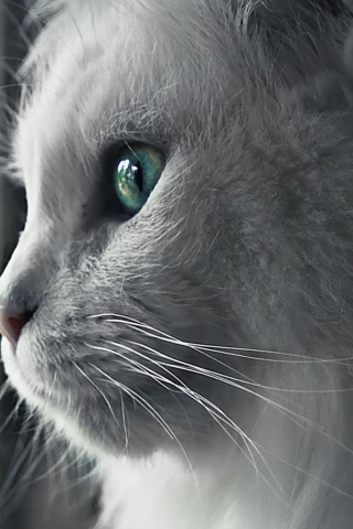 White Cat Close Up wallpaper 320x480