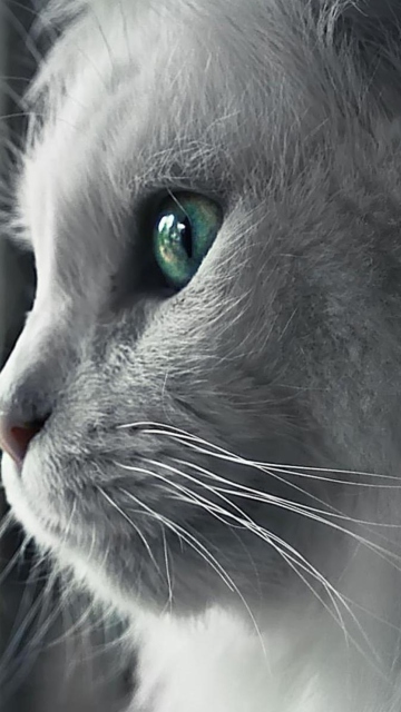 White Cat Close Up wallpaper 360x640