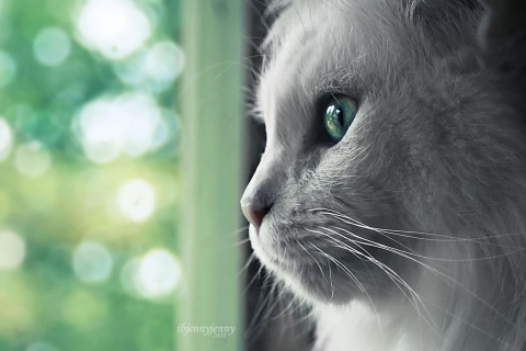 White Cat Close Up wallpaper 480x320