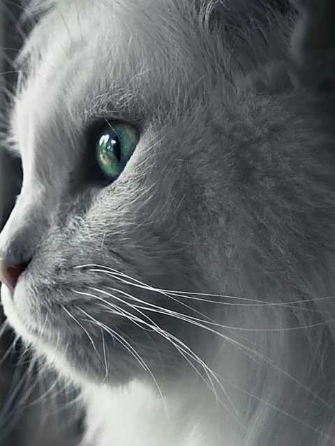 Обои White Cat Close Up 480x640