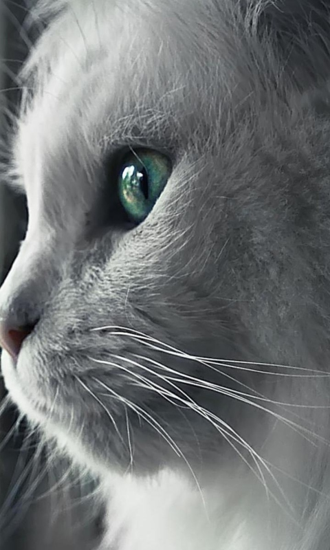 White Cat Close Up wallpaper 480x800