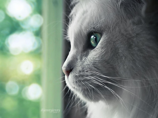 Fondo de pantalla White Cat Close Up 640x480
