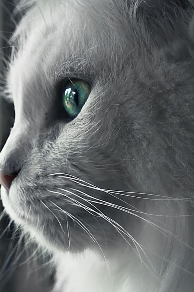White Cat Close Up wallpaper 640x960