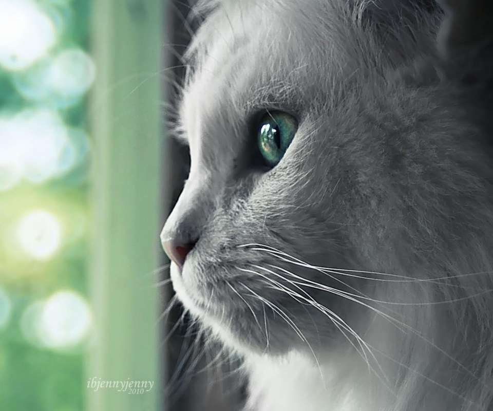 White Cat Close Up wallpaper 960x800