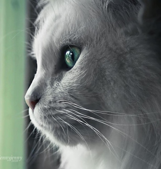 Kostenloses White Cat Close Up Wallpaper für iPad 2