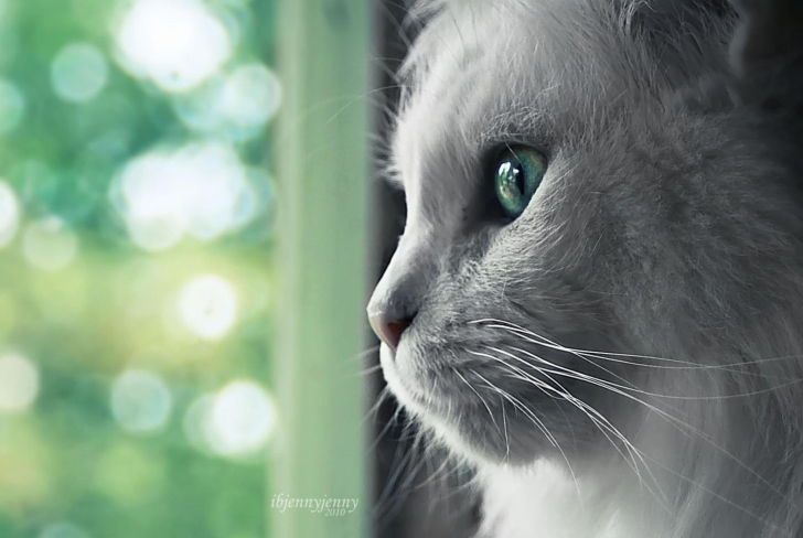 White Cat Close Up wallpaper