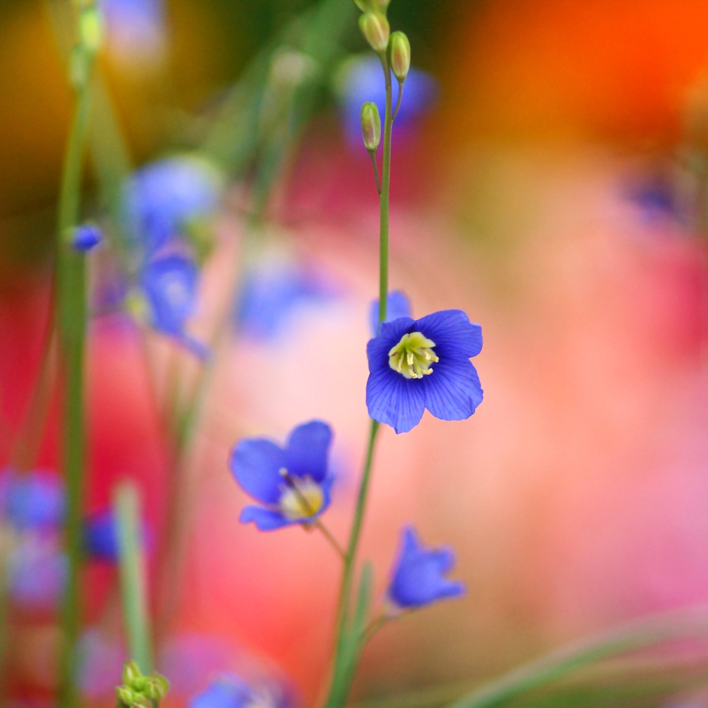 Fondo de pantalla Blurred flowers 1024x1024