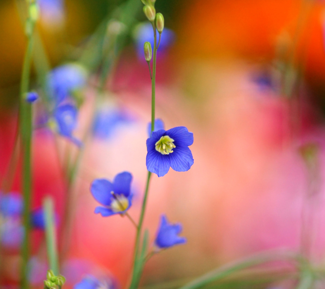 Das Blurred flowers Wallpaper 1080x960
