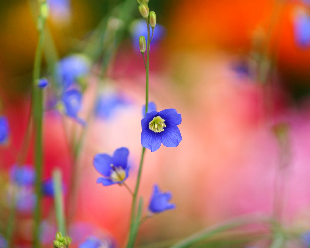Обои Blurred flowers 1280x1024