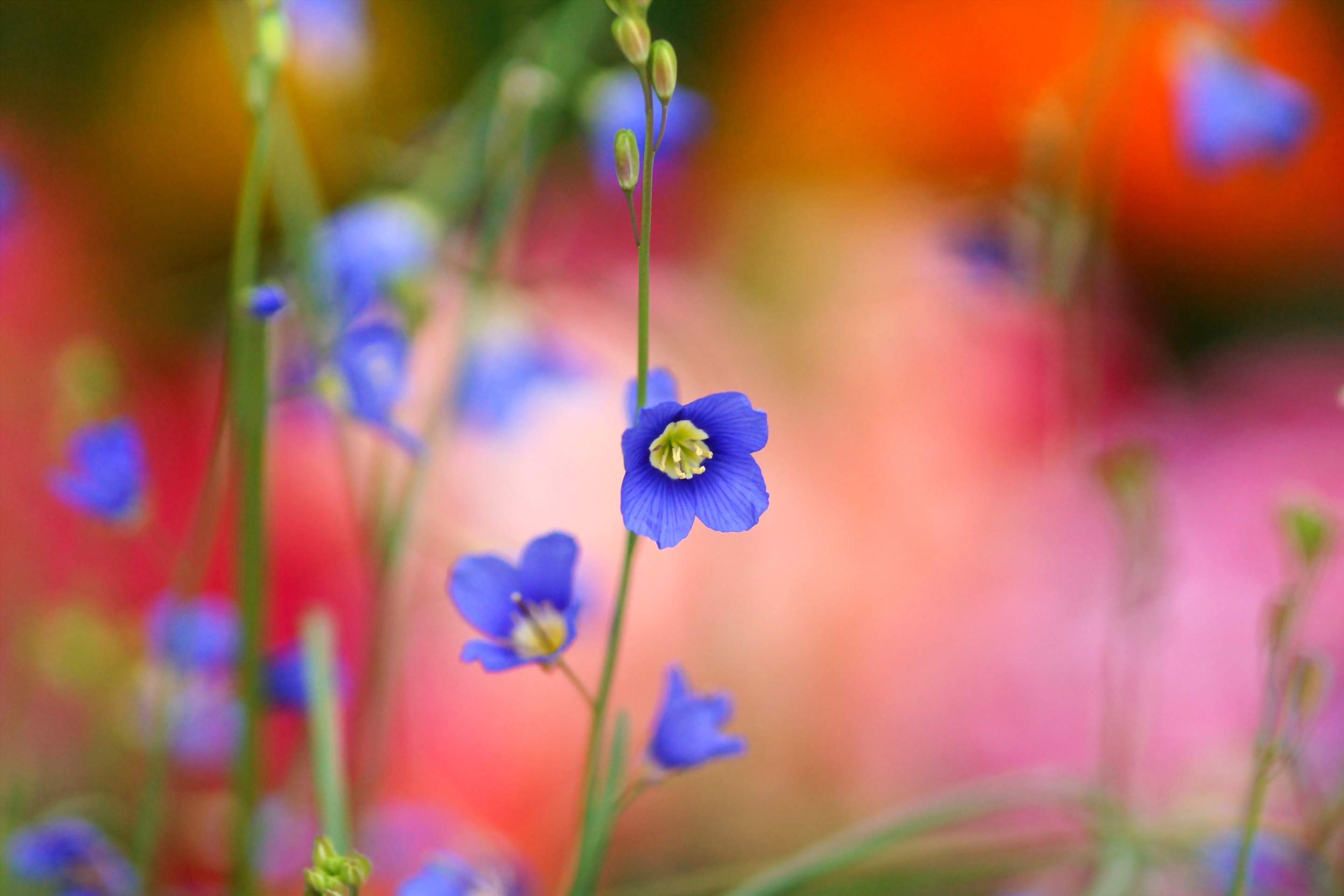 Fondo de pantalla Blurred flowers 2880x1920