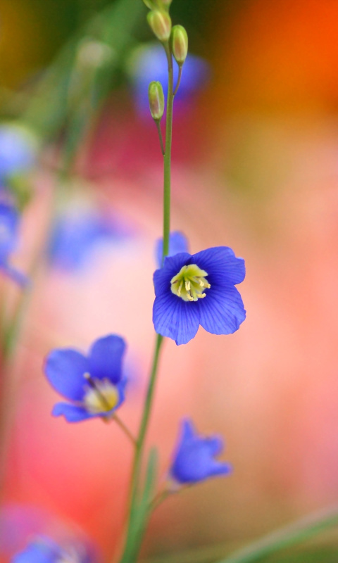 Blurred flowers wallpaper 480x800