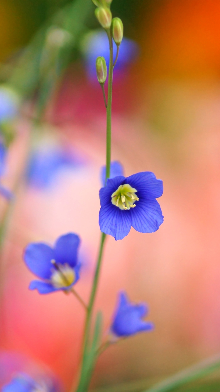 Fondo de pantalla Blurred flowers 750x1334