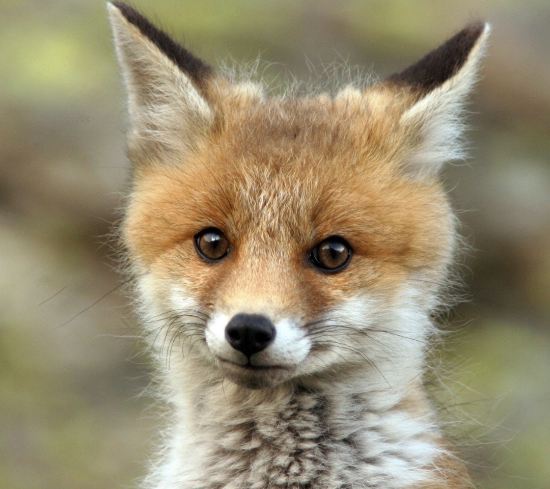 Cute Baby Fox wallpaper 1080x960
