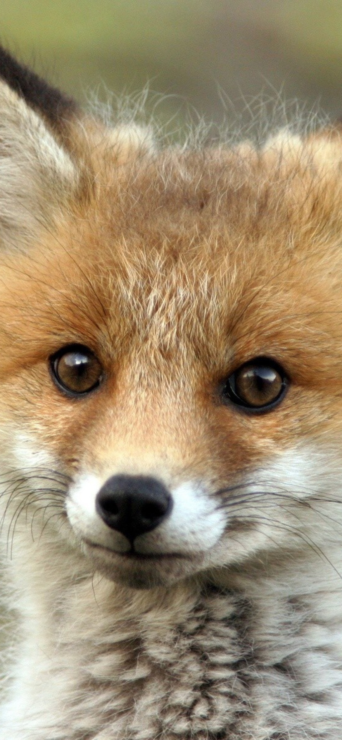 Cute Baby Fox screenshot #1 1170x2532