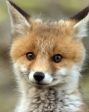 Cute Baby Fox wallpaper 128x160