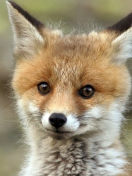 Das Cute Baby Fox Wallpaper 132x176