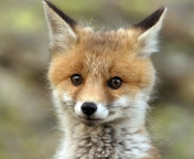 Cute Baby Fox screenshot #1 176x144
