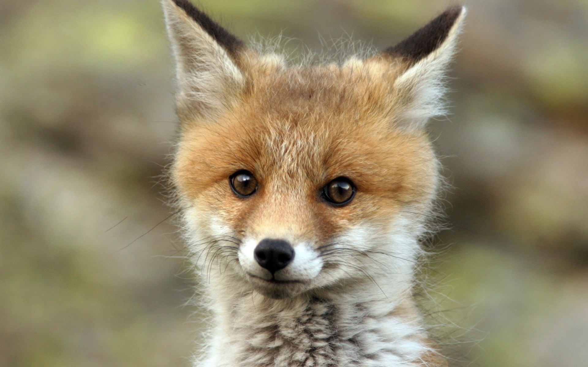 Das Cute Baby Fox Wallpaper 1920x1200
