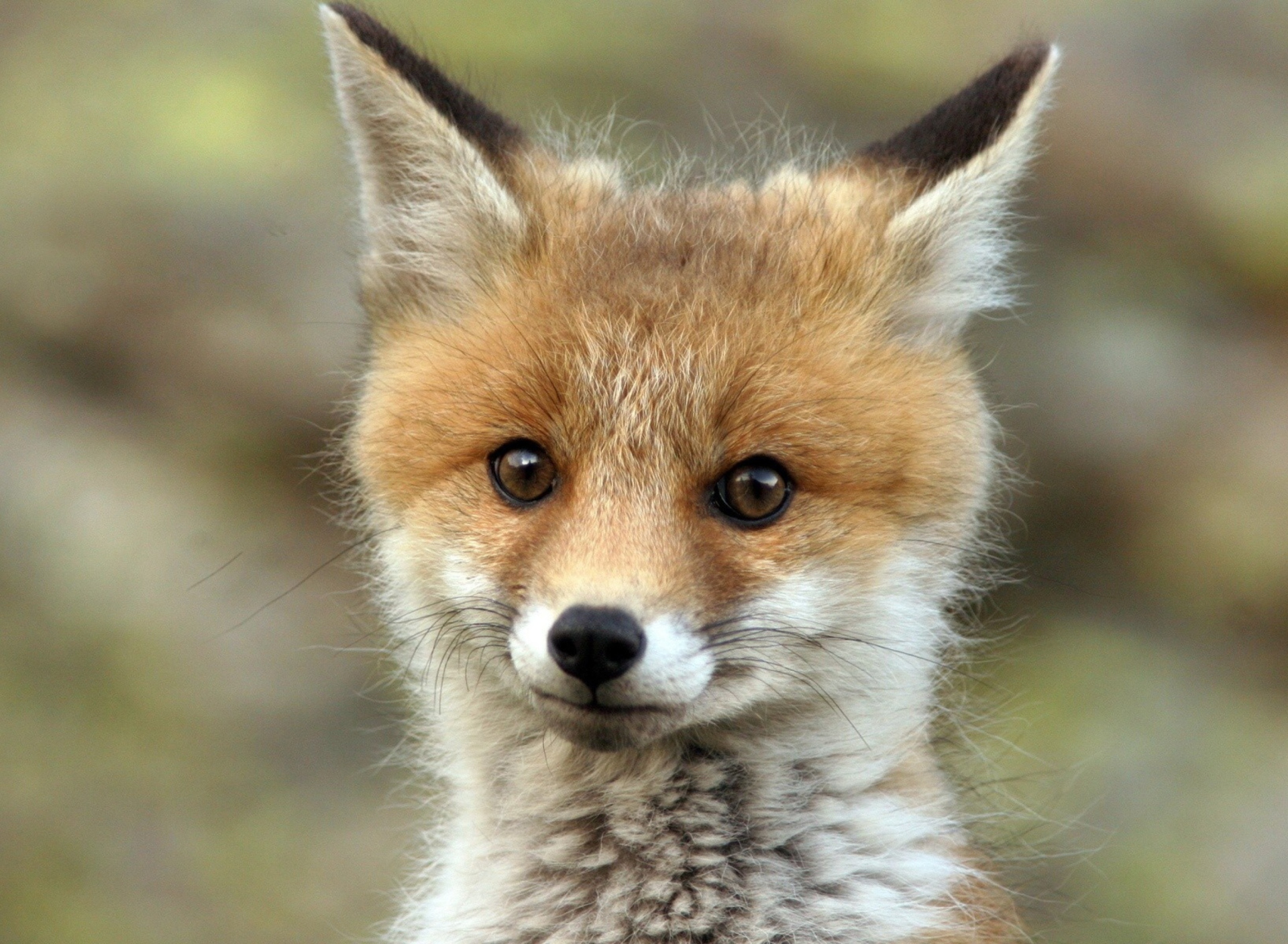 Fondo de pantalla Cute Baby Fox 1920x1408