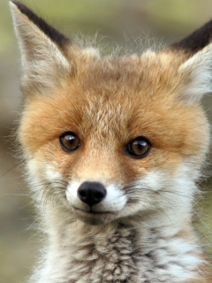 Das Cute Baby Fox Wallpaper 240x320