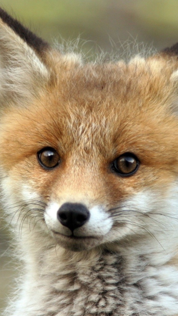 Cute Baby Fox wallpaper 360x640
