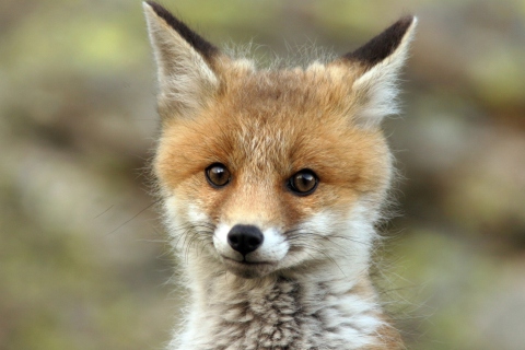 Das Cute Baby Fox Wallpaper 480x320