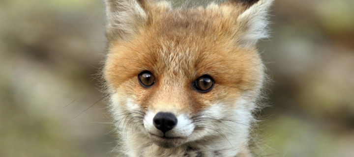 Das Cute Baby Fox Wallpaper 720x320