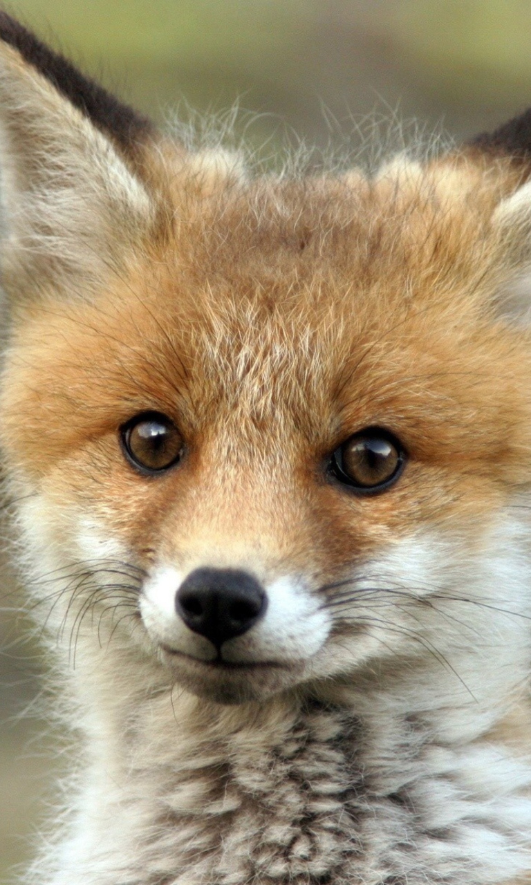 Das Cute Baby Fox Wallpaper 768x1280